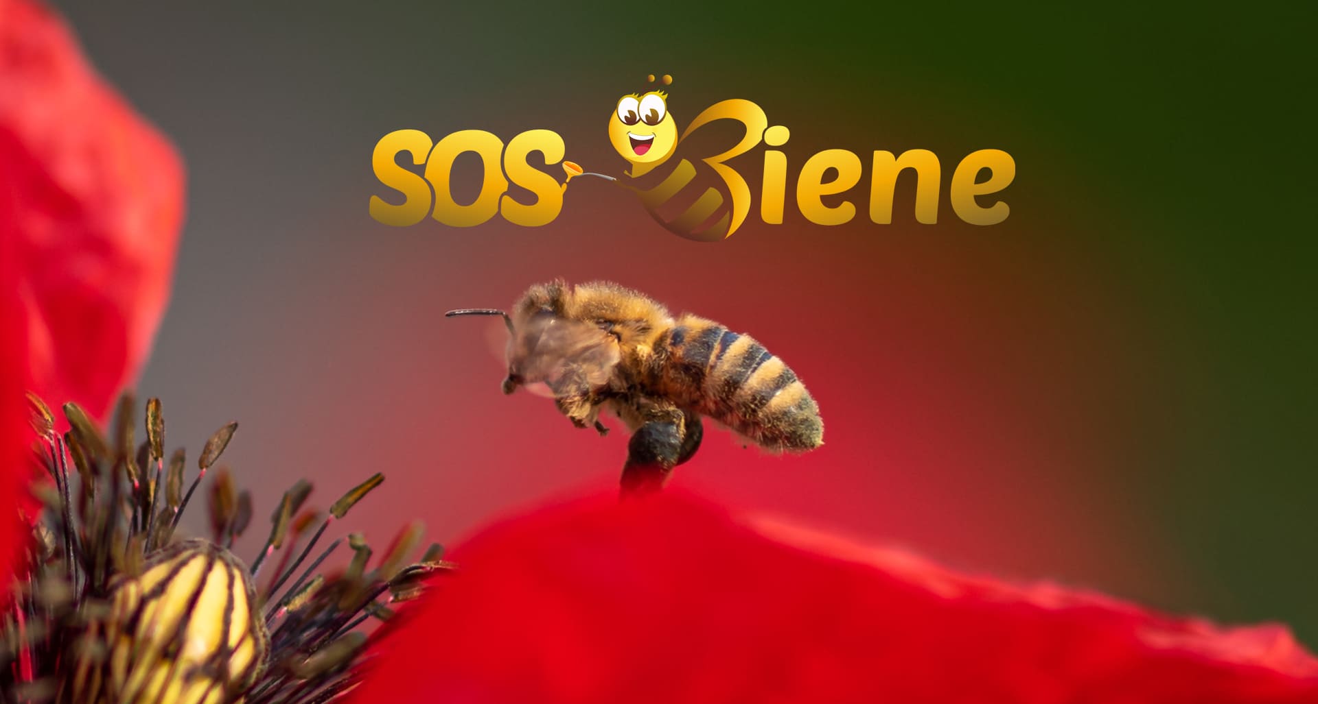 SOS Biene Spendenverein Bienen