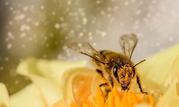 Honig stärkt das Immunsystem