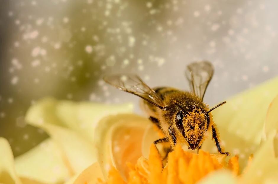 Honig stärkt das Immunsystem