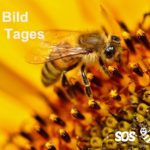 Der Verein „SOS-Biene“: Ein Aufruf zur Rettung unserer wichtigsten Bestäuber