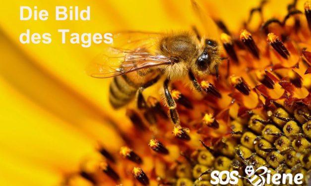 Der Verein „SOS-Biene“: Ein Aufruf zur Rettung unserer wichtigsten Bestäuber