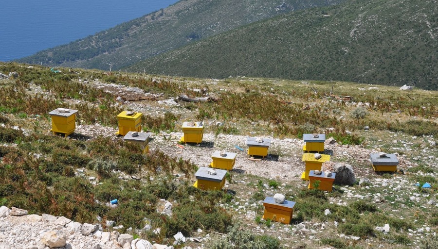 Monokulturen und Bienen Retten